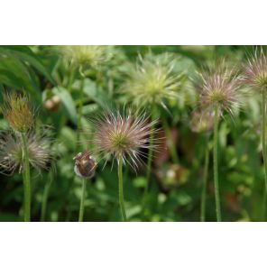 Pulsatilla vulgaris 'Rubra'.jpg