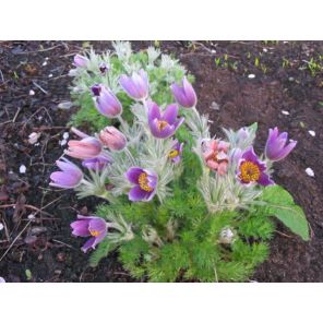 Pulsatilla vulgaris.jpg