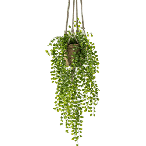 pumila hanger.png
