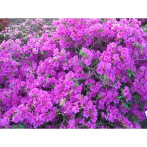 Purple Splendor.jpg