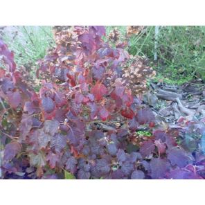 quercifolia 'Burgundy.jpg