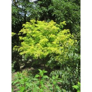 racemosa Plumosa Aurea.jpg