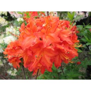 rhhododendron gibraltar.jpg