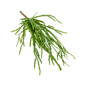 rhipsalis pandora.png