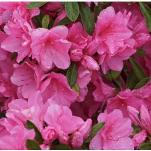 rhododendron-amoena-sfeer_81979c.jpg
