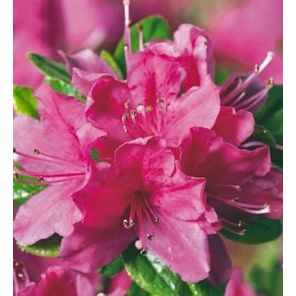 rhododendron-azalea-kermesina-sfeer2_064004.jpg