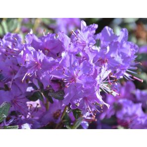 rhododendron-blue-silver-sfeer_d30711.jpg