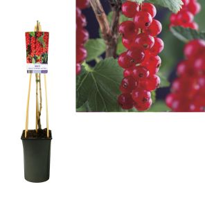 ribes rolan.jpg