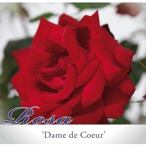 rosa-dame-de-coeur_0997f3.jpg