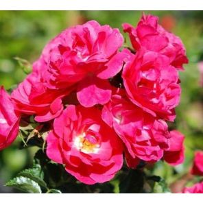 rosa-flower-carpet-heidetraum-sfeer_c0f966.jpg