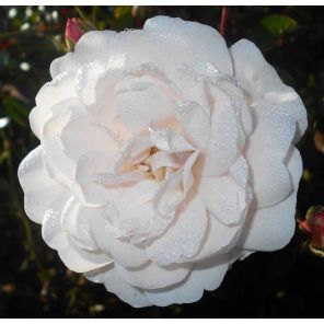 rosa-sea-foam_d343e8.jpg