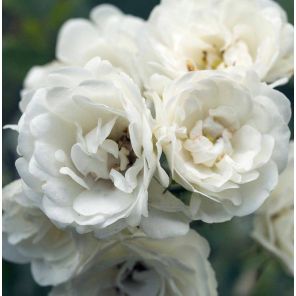 rosa-the-fairy-white_374ab0.jpg