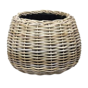 Rotan .png