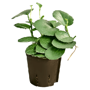 Rotundifolia.png