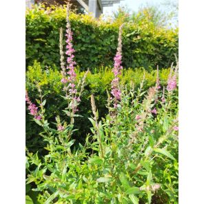 salicaria.jpg