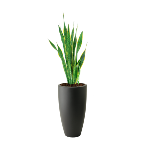 Sanseviera Laurentii L in Elho Pure Soft High round 30 cm - antraciet.png