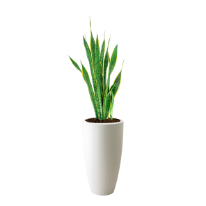 Sanseviera Laurentii L in Elho Pure Soft High round 30 cm - wit.png