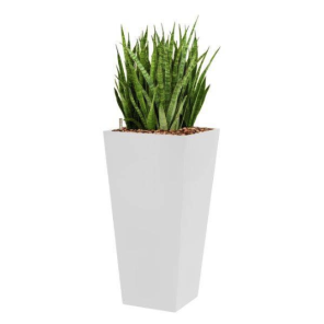 sansevieria-kirkii-4kant-wit_9dfea9.png