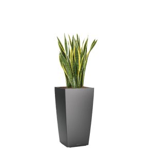 sansevieria-laurentii-cubico-pot-antraciet_5a7a51.jpg