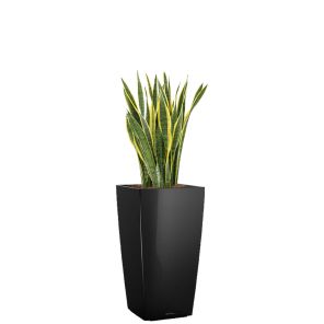 sansevieria-laurentii-cubico-pot-zwart_d673fb.jpg