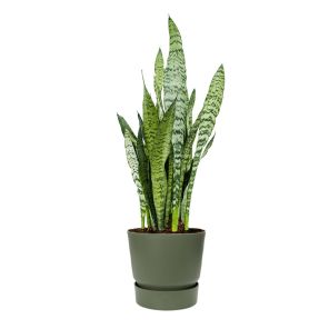 sansevieria-zeylanica-in-greenville-round-25-cm-gr_ba89be.jpg