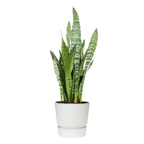 sansevieria-zeylanica-in-greenville-round-25-cm-wi_dddd71.jpg