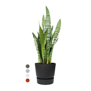 sansevieria-zeylanica-in-greenville-round-25-cm_054638.jpg