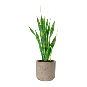 Sansevieria Laurentii in Rugged Charlie L - grey washed.png