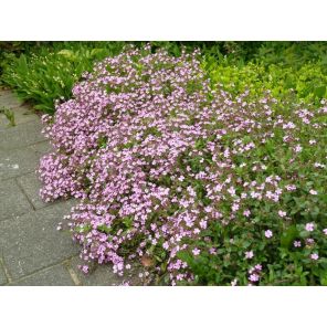 Saponaria ocymoides.jpg