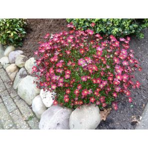 Saxifraga (A) 'Peter Pan'Mossteenbreek.jpg