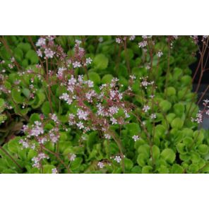 Saxifraga urb..jpg