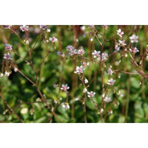 saxifraga.jpg