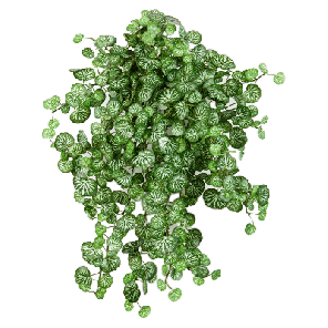 Saxifraga.png
