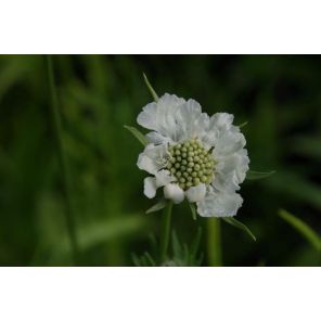 Scabiosa cauc. 'Alba'.jpg