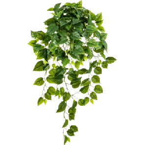 scandens.png