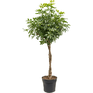 schefflera stam twist l.png