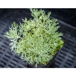 Schmidtiana 'Nana'.jpg