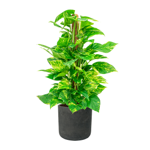 Scindapsus Aureum Mosstok S in Rugged Charlie L - antraciet.png