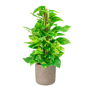Scindapsus Aureum Mosstok S in Rugged Charlie L - creme.png