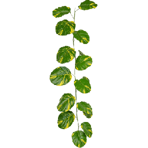 Scindapsus Aureum.png