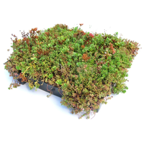 sedum cassette.png