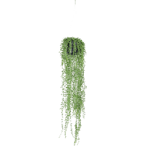 senecio.png