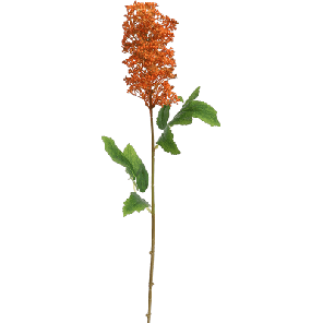 sering oranje.png