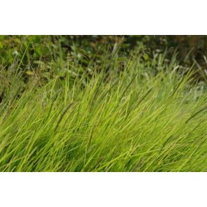 Sesleria autumnalis.jpg