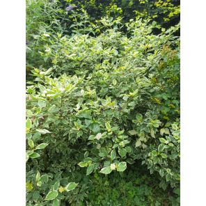 Sibirica Variegata.jpg
