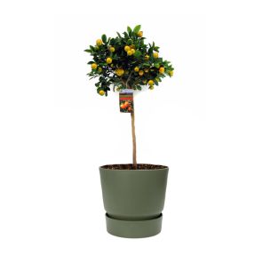 sinaasappelboom-large-in-greenville-round-25-cm-ho_2347fa.jpg