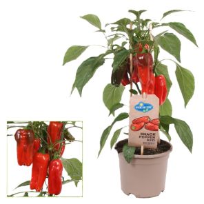 snack paprika.jpg