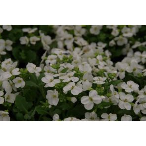 snowcap.jpg