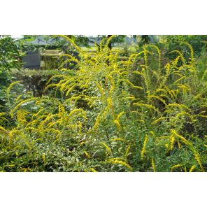 Solidago rugosa 'Fireworks'.jpg