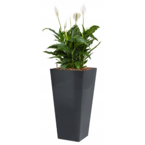 spathiphyllum-mont-blanc-4-kant-antraciet_c331f6.png